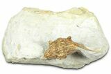 Bargain, Enrolled Spiny Trilobite (Kettneraspis) - Oklahoma #363005-1
